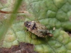 Platyplax inermis
