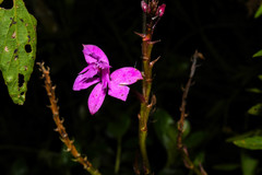 Epidendrum jamiesonis