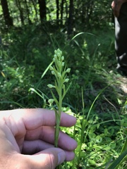 Platanthera lacera