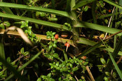 Galium hypocarpium