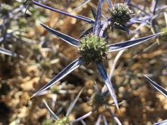 Eryngium creticum