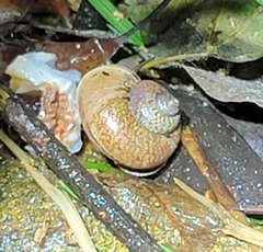 Cyclophorus martensianus