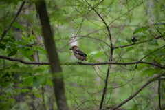 Coccothraustes coccothraustes