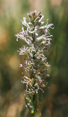 Thelypodium crispum