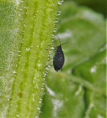 Aphis rumicis