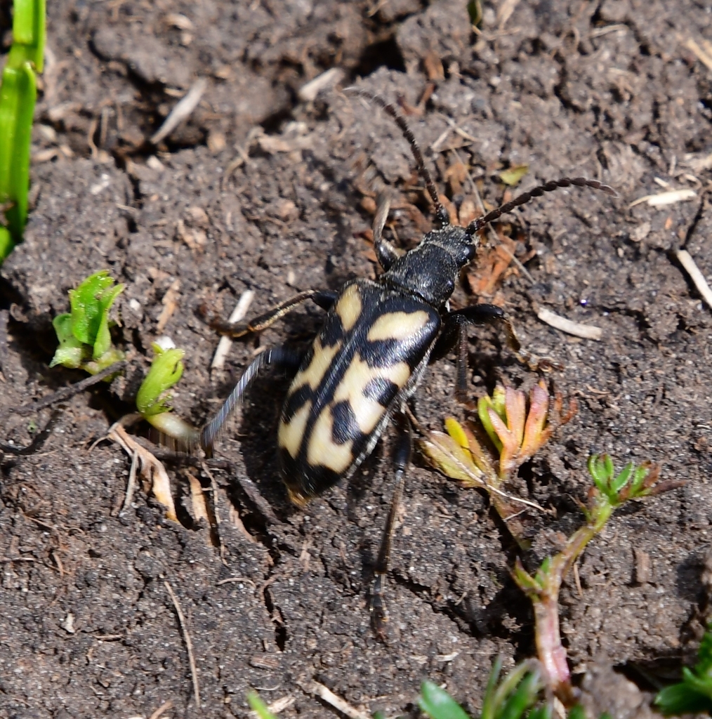 Brachyta rosti