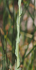 Thelypodium crispum
