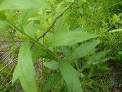 Phytomyza solidaginophaga