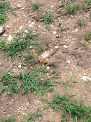 Eublepharis macularius