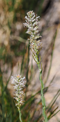 Thelypodium crispum