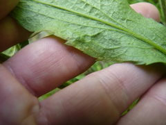 Phytomyza solidaginophaga