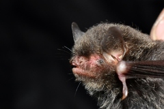 Myotis muricola