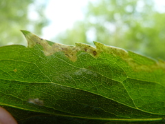 Phytomyza solidaginophaga