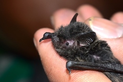 Himalayan Broad-Muzzled Bat photo 2