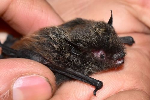 Himalayan Broad-muzzled Bat (Submyotodon caliginosus) — Data Deficient Mammalia