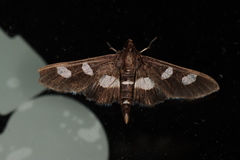 Desmia funeralis