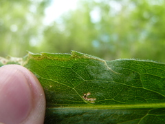 Phytomyza solidaginophaga