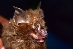 Rhinolophus pearsonii
