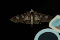 Desmia funeralis