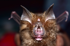 Rhinolophus pearsonii