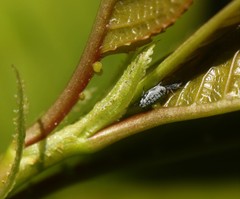 Rhopalosiphina