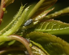 Rhopalosiphina