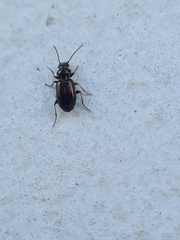 Coleoptera