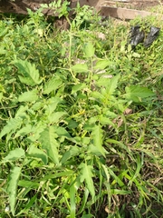 Solanum lycopersicum image