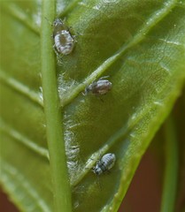 Rhopalosiphina