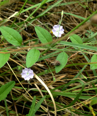 Evolvulus alsinoides angustifolius