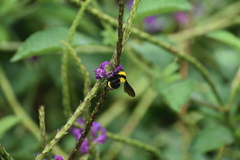 Bombus transversalis