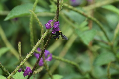 Bombus transversalis
