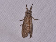 Dasychira atrivenosa