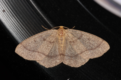 Yellow-headed Looper Moth photo 2