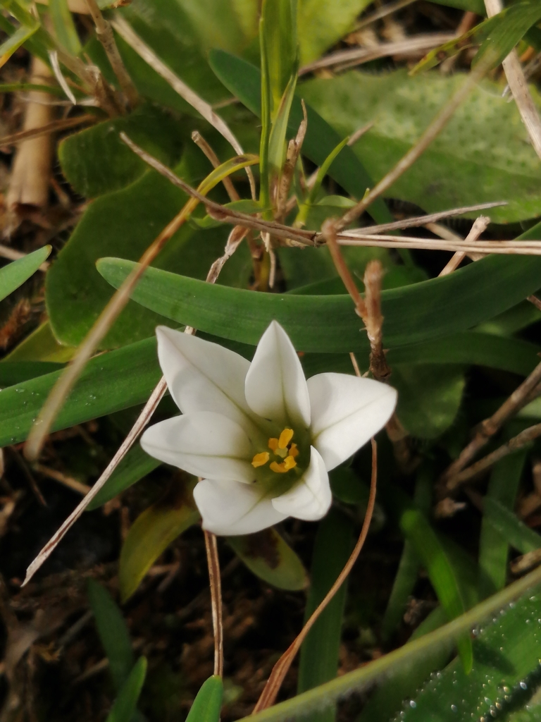 Ipheion recurvifolium