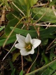 Ipheion sessile