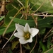 Ipheion recurvifolium - Photo (c) Bert, some rights reserved (CC BY-NC), uploaded by Bert