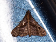 Palthis angulalis