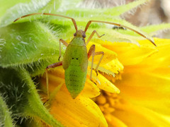 Creontiades rubrinervis