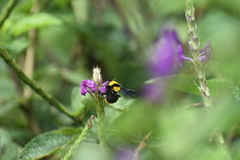 Bombus transversalis