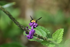 Bombus transversalis