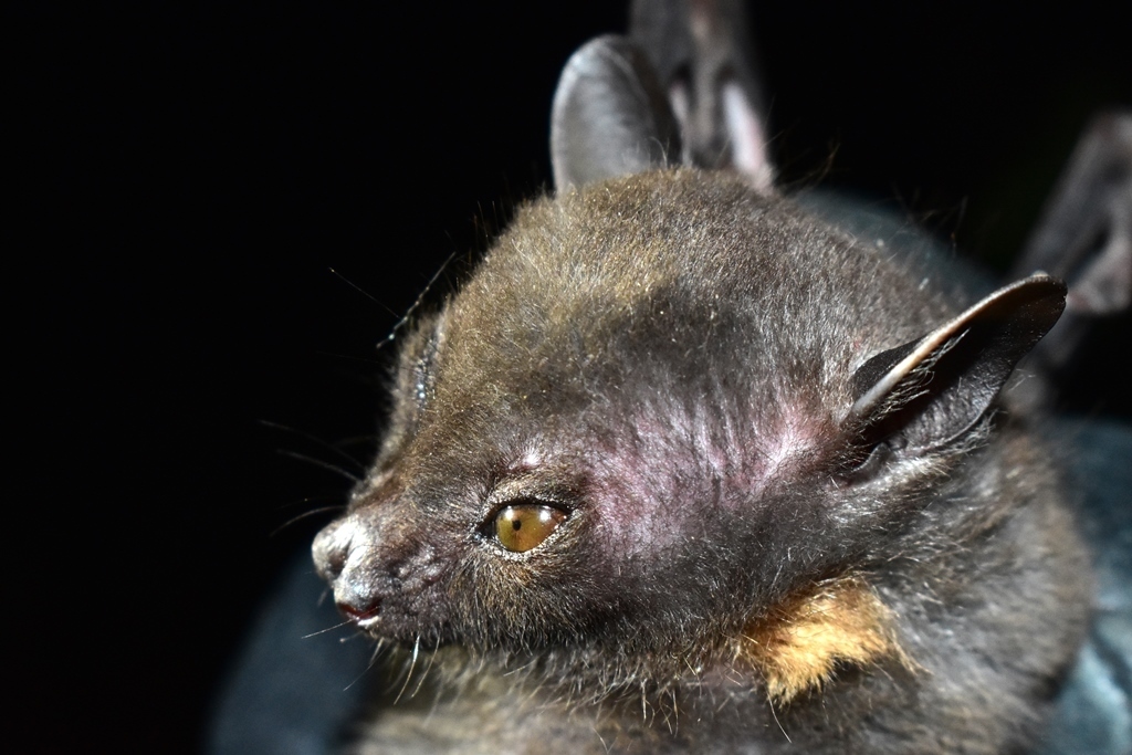 Blanford's Fruit Bat