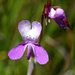 Collinsia sparsiflora sparsiflora - Photo (c) David Hofmann, algunos derechos reservados (CC BY-NC-ND)
