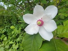 Magnolia sieboldii