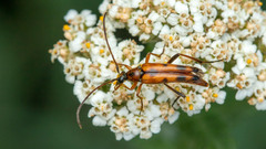 Stenurella septempunctata