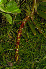 Tillandsia pastensis
