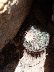 Mammillaria barbata