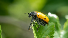 Lachnaia sexpunctata