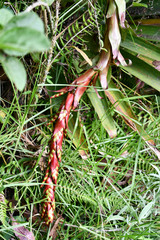 Tillandsia pastensis