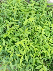 Sida acuta